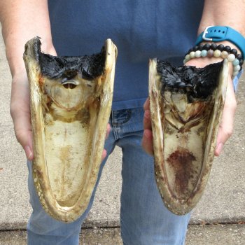 Buy Now 7-1/2" & 8-1/2" Closed Mouth Alligator Heads, 2pc lot  - $15