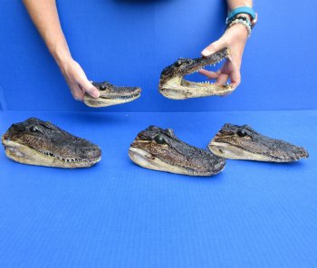 5 pc lot of 6 to 8 inch  B-Grade Alligator Heads - for $30/lot