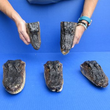 5 pc lot of 6 to 8 inch  B-Grade Alligator Heads - for $30/lot