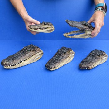 5 pc lot of 6 to 8 inch  B-Grade Alligator Heads - for $30/lot