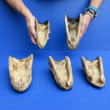 5 pc lot of 6 to 8 inch  B-Grade Alligator Heads - for $30/lot