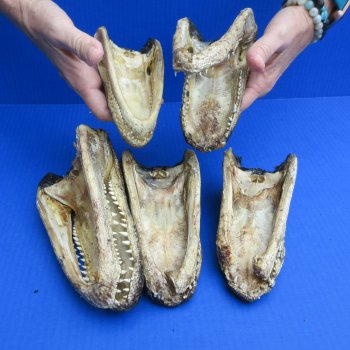 5 pc lot of 6 to 8 inch  B-Grade Alligator Heads - for $30/lot