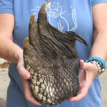 Preserved Alligator Foot 11" for sale - $40