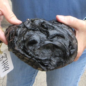 Preserved Alligator Foot 11" for sale - $40