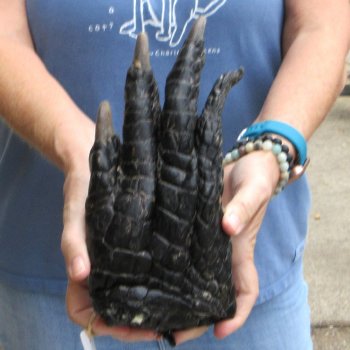 Preserved Alligator Foot 10" for sale - $15