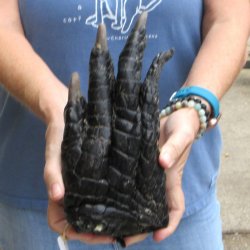 Preserved Alligator Foot 10" for sale - $15