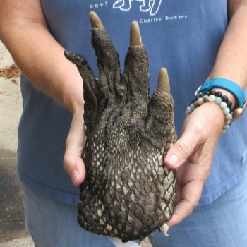Preserved Alligator Foot 10" for sale - $15