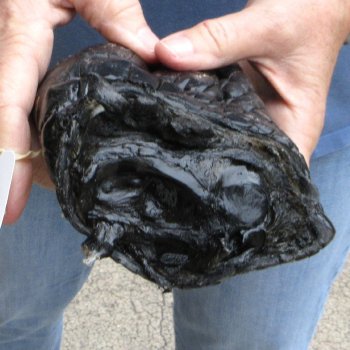 Matching pair of 5-1/2 inch Warthog Tusks - For Sale for $23/pair