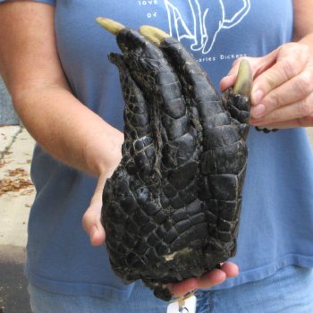 Preserved Alligator Foot 10" for sale - $20