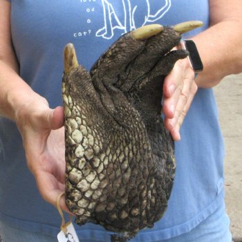 Preserved Alligator Foot 10" for sale - $20