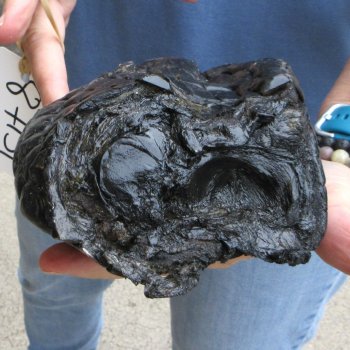 Preserved Alligator Foot 10" for sale - $20