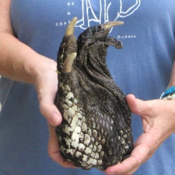 Preserved Alligator Foot 8" for sale - $10