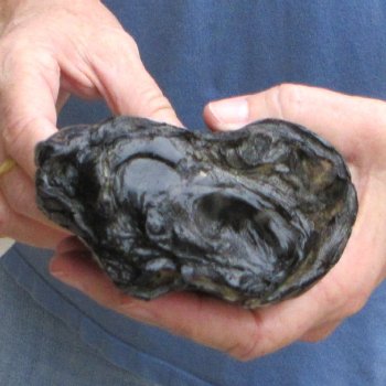 Preserved Alligator Foot 8" for sale - $10