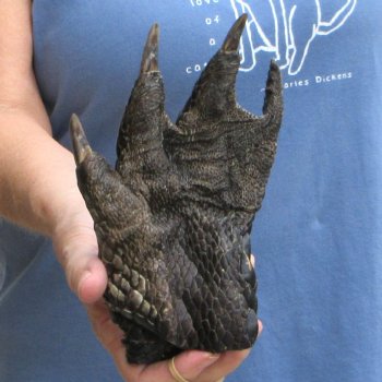Preserved Alligator Foot 7" for sale - $10