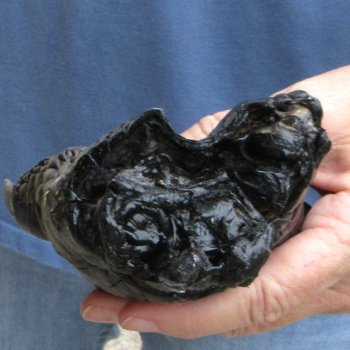 Preserved Alligator Foot 7" for sale - $10