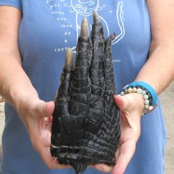 Preserved Alligator Foot 9" for sale - $15