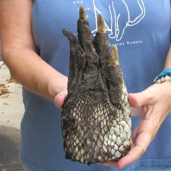 Preserved Alligator Foot 9" for sale - $15