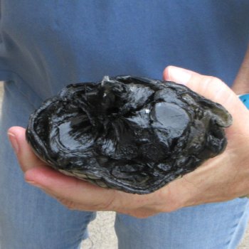 Preserved Alligator Foot 9" for sale - $15