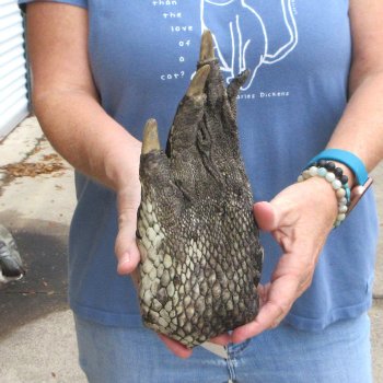 Preserved Alligator Foot 10" for sale - $10