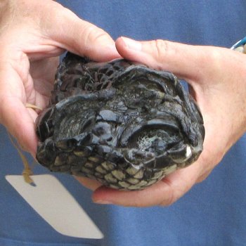 Preserved Alligator Foot 10" for sale - $10