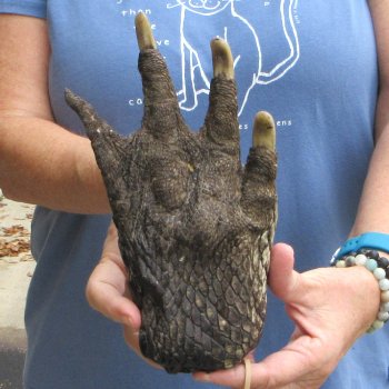 Preserved Alligator Foot 9" for sale - $10
