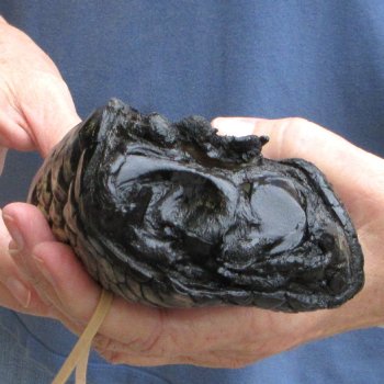 Preserved Alligator Foot 9" for sale - $10