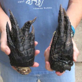 Buy this 2 piece lot of 7" Preserved Alligator Feet - for $10/lot