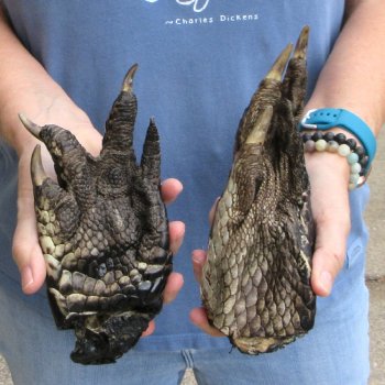 Buy this 2 piece lot of 7" Preserved Alligator Feet - for $10/lot