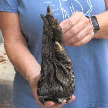 Preserved Alligator Foot 8" for sale - $10