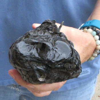 Preserved Alligator Foot 8" for sale - $10