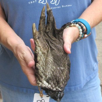Preserved Alligator Foot 9" for sale - $10