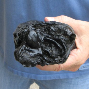 Preserved Alligator Foot 9" for sale - $10