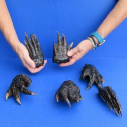 6pc lot of 5 to 6" Preserved Alligator Feet -$20
