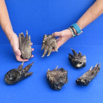 6pc lot of 5 to 6" Preserved Alligator Feet -$20