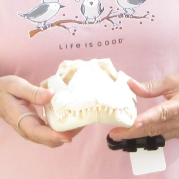 Real Florida Alligator Skull, 12 inches for $105