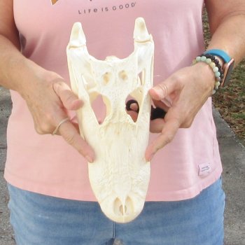 Real Florida Alligator Skull, 12 inches for $105