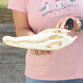 Real Florida Alligator Skull, 12 inches for $105