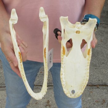 Real Florida Alligator Skull, 12 inches for $105