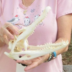 Real Florida Alligator Skull, 10 inches for $85