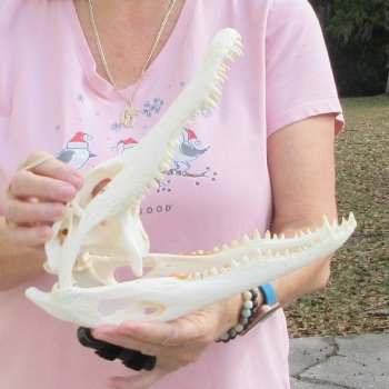 Real Florida Alligator Skull, 11 inches for $95