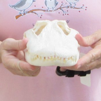 Real Florida Alligator Skull, 11 inches for $95