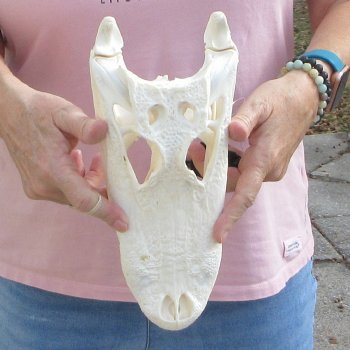 Real Florida Alligator Skull, 11 inches for $95
