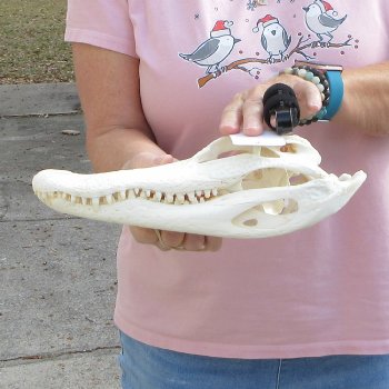 Real Florida Alligator Skull, 11 inches for $95