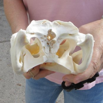 Real Florida Alligator Skull, 11 inches for $95