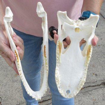 Real Florida Alligator Skull, 11 inches for $95