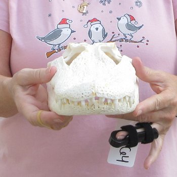 Real Florida Alligator Skull, 12 inches for $95