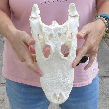 Real Florida Alligator Skull, 12 inches for $95