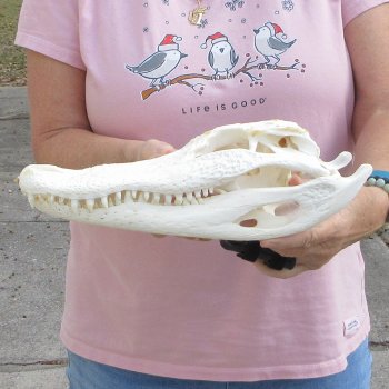 Real Florida Alligator Skull, 12 inches for $95