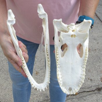 Real Florida Alligator Skull, 12 inches for $95