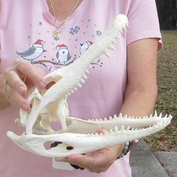 Real Florida Alligator Skull, 11 inches for $85
